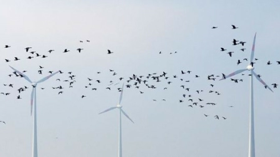 Riviera - News Content Hub - Seabird collisions with offshore turbines ...