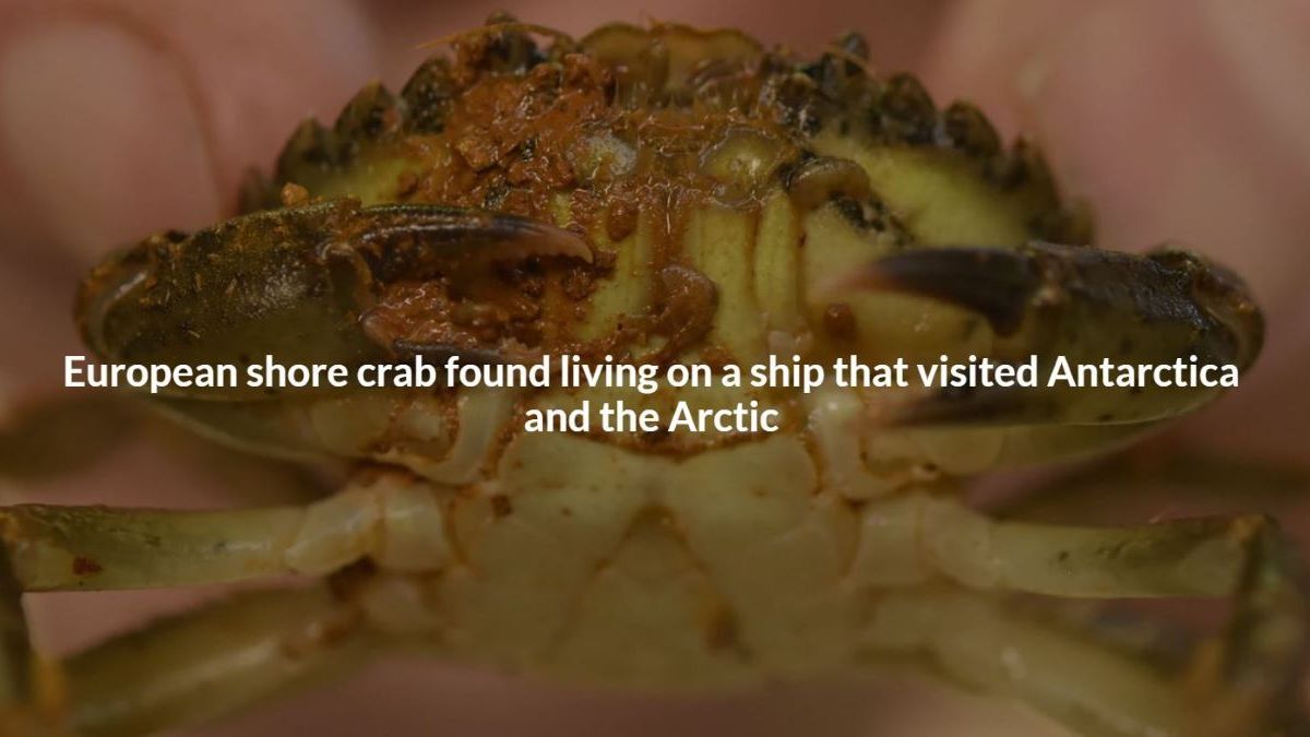 European crab is one of the invasive species found in Antarctica (source: Cambridge University)