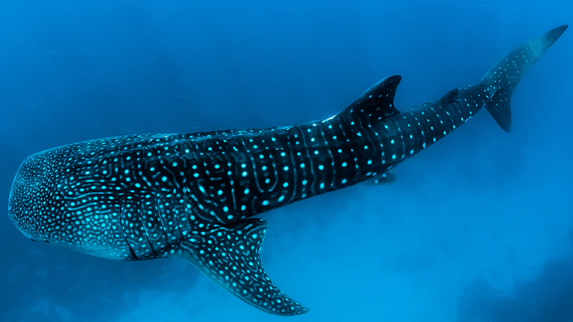 'High-Seas Treaty' to protect marine biodiversity ratified, in effect from January 2026