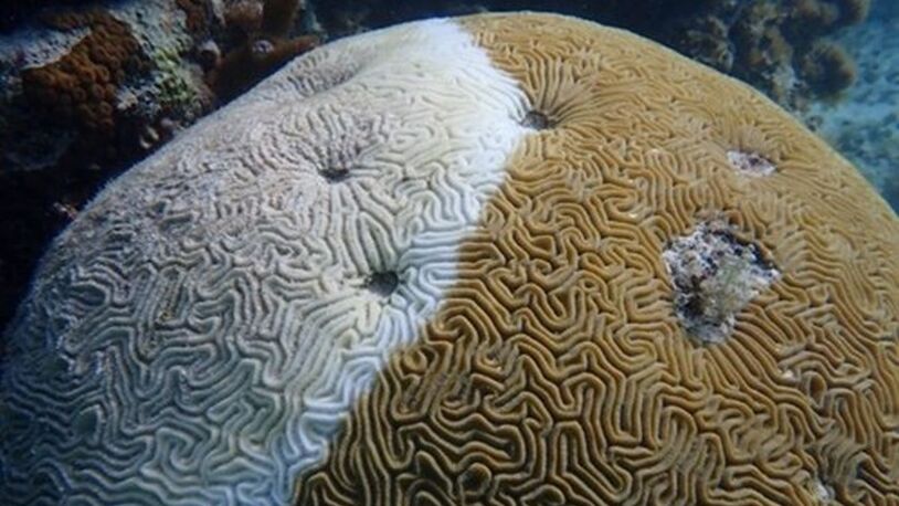 Stony_coral_tissue_loss_disease_on_Diploria_labyrinthiformis_coral_colony_(Abbie_Dosell__JNCC)_1200w.jpg
