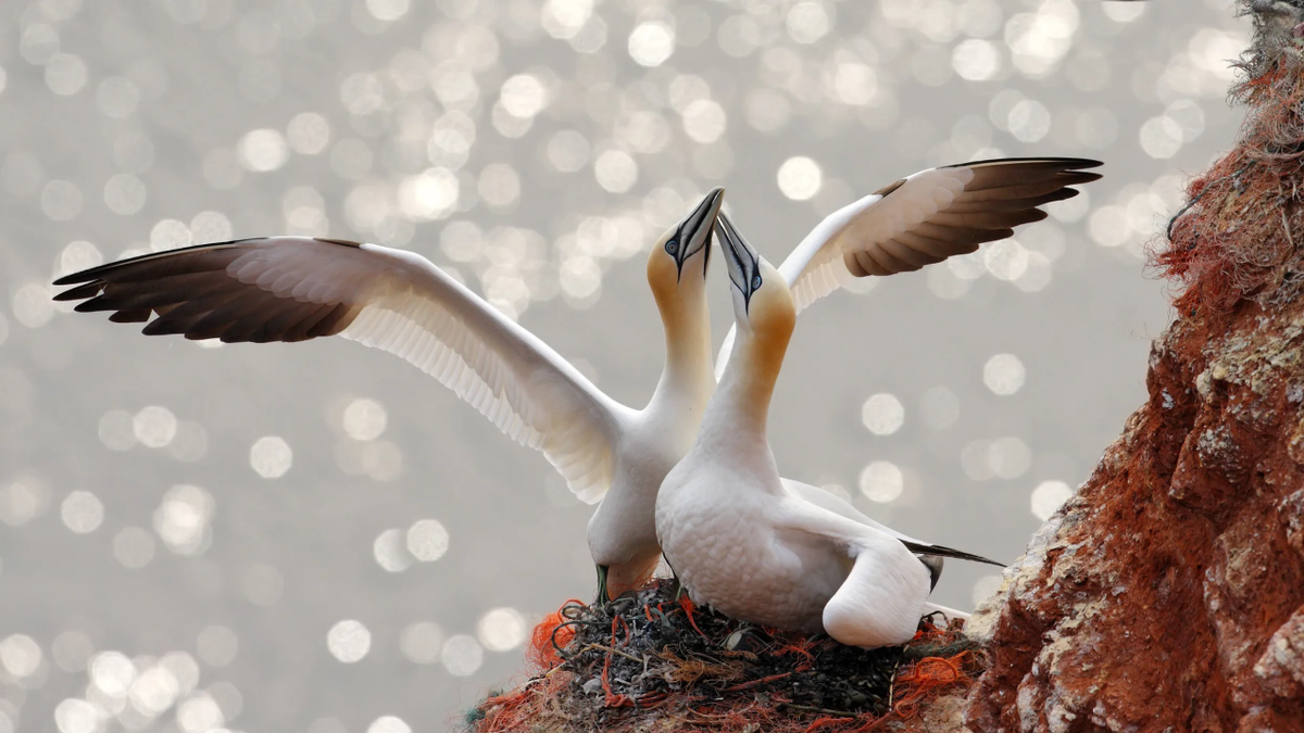 Bird charity warns of offshore windfarm’s potentially catastrophic effect on seabirds