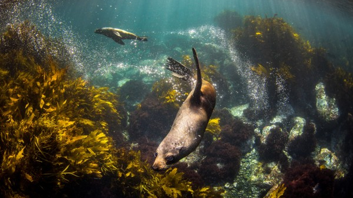 Offshore wind revenues ‘could restore millions of hectares of marine environment’