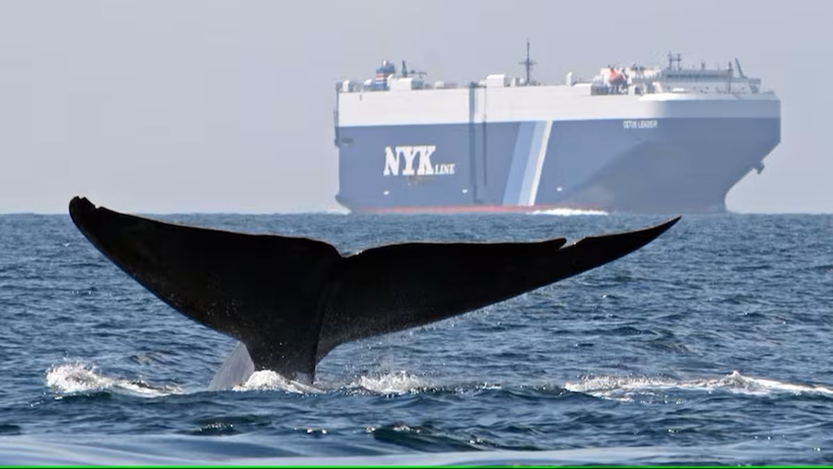 Biodiversity, decarbonisation alignment reshapes shipping