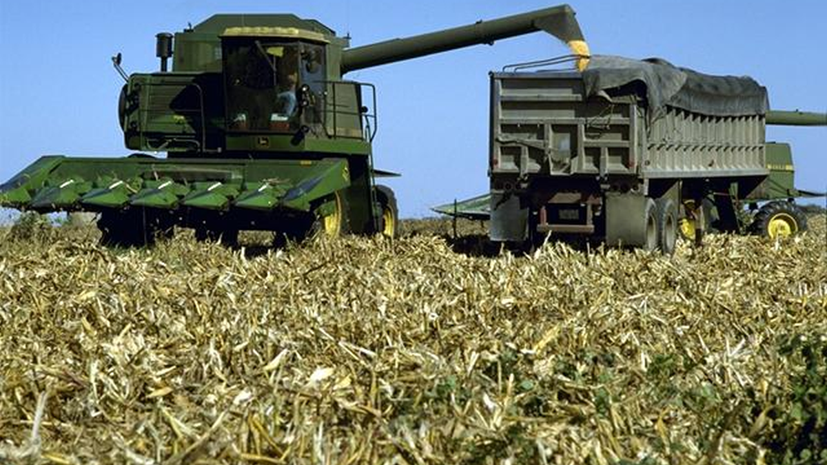 Maize trade outlook tightened by stocks drawdown